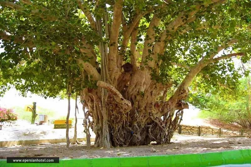 درخت سبز کیش